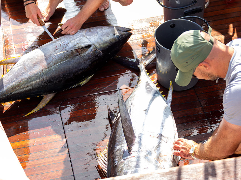 Nantucket Tuna Fishing